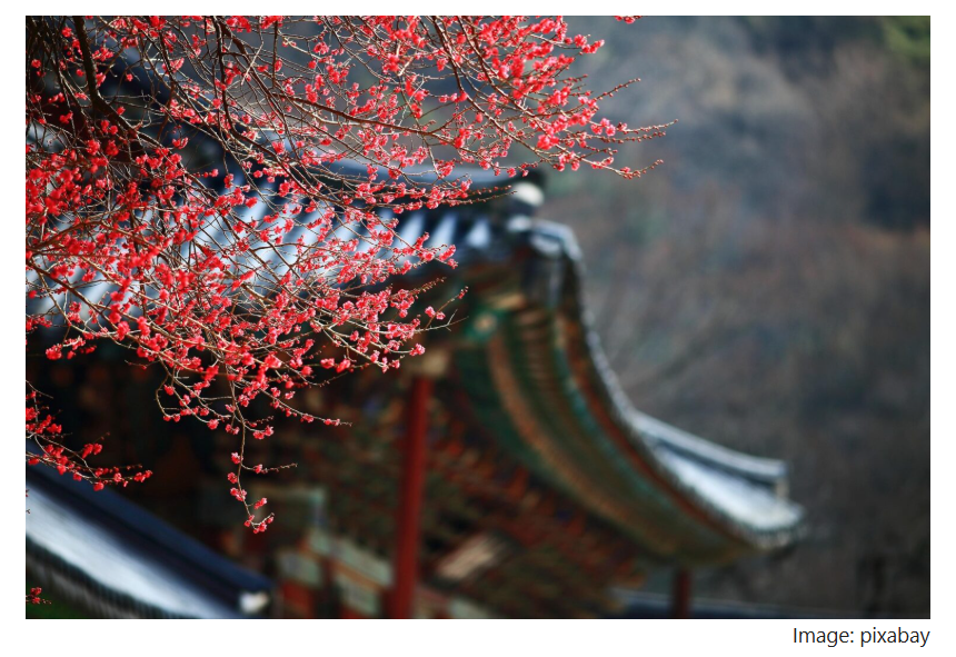 Red blossoms on bare branches in the foreground, with a traditional Korean temple roof softly blurred in the background.