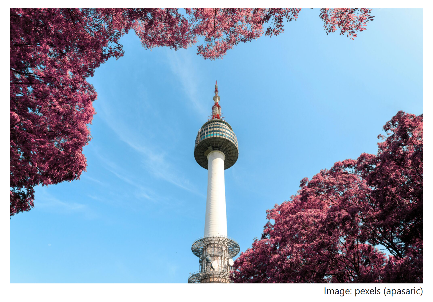 Namsan Seoul Tower rising against a clear blue sky, framed by pink foliage, seen from a low-angle viewpoint.
